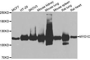 Western blot analysis of extracts of various cell lines, using MYO1C antibody. (Myosin IC anticorps)