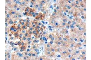 ABIN185407 (3µg/ml) staining of paraffin embedded Human Pancreas.