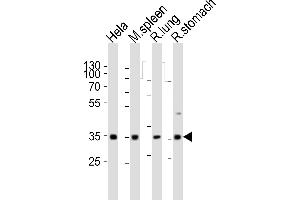 Western blot analysis of lysates from Hela cell line, mouse spleen, rat lung, rat stomach tissue (from left to right), using Ccnd3 Antibody (N-term) (ABIN6242272 and ABIN6577680). (Cyclin D3 anticorps  (N-Term))