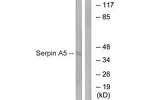 Western blot analysis of extracts from Jurkat cells, using Serpin A5 Antibody. (SERPINA5 anticorps  (AA 260-309))