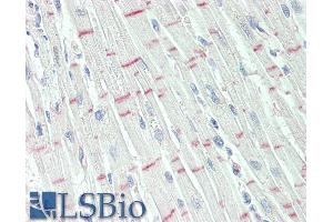 ABIN571066 (10µg/ml) staining of paraffin embedded Human Heart.