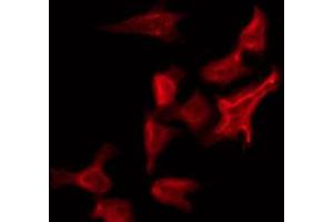 ABIN6274668 staining Hela by IF/ICC. (FRS3 anticorps  (Internal Region))