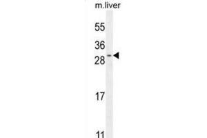 Western Blotting (WB) image for anti-Shisa Homolog 3 (SHISA3) antibody (ABIN2996383) (SHISA3 anticorps)