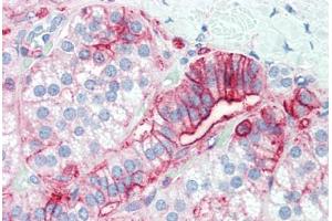 Anti-CD44 antibody IHC staining of human adrenal.