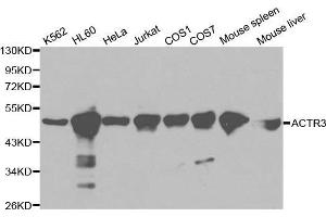 Western blot analysis of extracts of various cell lines, using ACTR3 antibody. (ACTR3 anticorps  (AA 1-418))