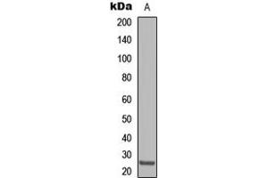 Western blot analysis of Claudin 8 expression in HepG2 (A) whole cell lysates.