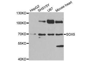 Western blot analysis of extracts of various cell lines, using SOX5 antibody.
