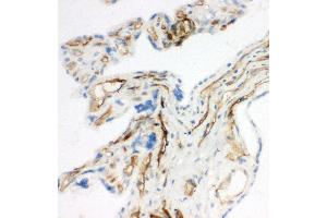Anti-CD34 antibody, IHC(F) IHC(F): Rat Placenta Tissue (CD34 anticorps  (C-Term))