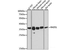 Western blot analysis of extracts of various cell lines using RAD51 Polyclonal Antibody at dilution of 1:1000. (RAD51 anticorps)