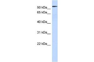 WB Suggested Anti-SP3 Antibody Titration:  0. (Sp3 anticorps  (Middle Region))