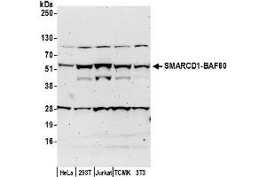 Western Blotting (WB) image for anti-SWI/SNF Related, Matrix Associated, Actin Dependent Regulator of Chromatin, Subfamily D, Member 1 (SMARCD1) (AA 250-300) antibody (ABIN7452911)