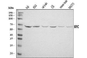 Western blot analysis of C-Myc/MYC using anti-C-Myc/MYC antibody (ABIN7602629).