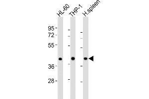 All lanes : Anti-FCGR1A Antibody (Center) at 1:8000 dilution Lane 1: HL-60 whole cell lysates Lane 2: THP-1 whole cell lysates Lane 3: human spleen lysates Lysates/proteins at 20 μg per lane.