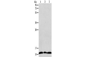 Western Blotting (WB) image for anti-Ribosomal Protein S27 (RPS27) antibody (ABIN2420909) (RPS27 anticorps)