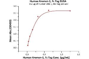 Immobilized Human Dkk-1, His Tag (ABIN2180966,ABIN2180965) at 2 μg/mL (100 μL/well) can bind Human Kremen-1, Fc Tag (ABIN6973141) with a linear range of 0.