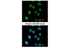 ICC/IF Image Immunofluorescence analysis of paraformaldehyde-fixed A549, using FEN1, antibody at 1:200 dilution.