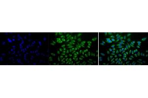 Immunocytochemistry/Immunofluorescence analysis using Mouse Anti-GRP78 Monoclonal Antibody, Clone 1H11-1H7 (ABIN863112). (GRP78 anticorps)