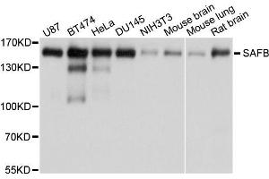 Western blot analysis of extracts of various cells, using SAFB antibody.
