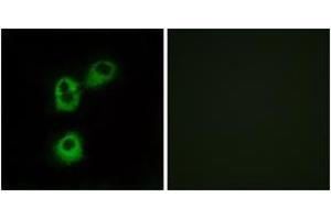 Immunofluorescence analysis of MCF7 cells, using OR5M1 Antibody. (OR5M1 anticorps  (AA 240-289))