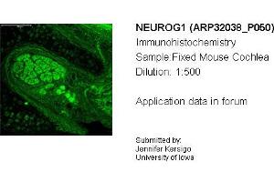 Sample Type: Mouse CochleaDilution: 1:500 (Neurogenin 1 anticorps  (C-Term))