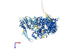 AlphaFold protein structure predicition of Mouse Recombinant Dis3 Protein, UniprotID Q9CSH3