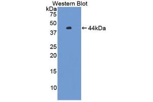 Western blot analysis of the recombinant protein. (HFE2 anticorps  (AA 29-401))