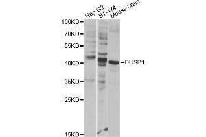 Western blot analysis of extracts of various cell lines, using DUSP1 Antibody. (DUSP1 anticorps)