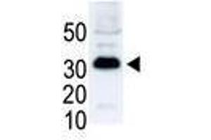 Image no. 1 for anti-SNAIL (SNAI1) (N-Term) antibody (ABIN357449) (SNAIL anticorps  (N-Term))
