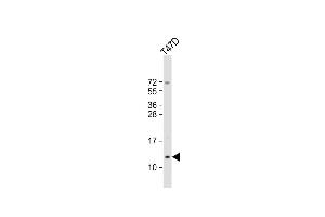 Anti-SCGB2A2 Antibody (N-Term) at 1:2000 dilution + T47D whole cell lysate Lysates/proteins at 20 μg per lane. (Mammaglobin A anticorps  (AA 22-51))