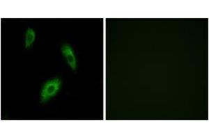 Immunofluorescence (IF) image for anti-G Protein-Coupled Receptor 174 (GPR174) (AA 131-180) antibody (ABIN2890859) (GPR174 anticorps  (AA 131-180))