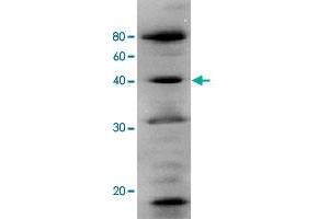 Identification of human Polb in the crude extract of MCF-7 cell by western blotting using Polb polyclonal antibody . (POLB anticorps)