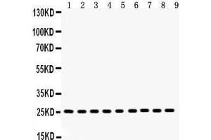 Anti- Peroxiredoxin 3 Picoband antibody, Western blotting All lanes: Anti Peroxiredoxin 3  at 0. (Peroxiredoxin 3 anticorps  (AA 110-256))
