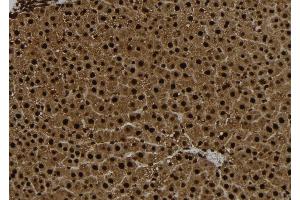 ABIN6267104 at 1/100 staining Rat liver tissue by IHC-P. (CENPA anticorps  (pSer7))