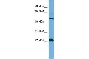 WB Suggested Anti-HEMGN Antibody Titration: 0. (HEMGN anticorps  (N-Term))