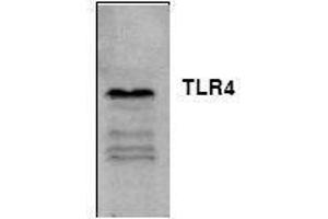 Image no. 1 for anti-Toll-Like Receptor 4 (TLR4) antibody (ABIN127057) (TLR4 anticorps)