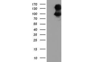 Western Blotting (WB) image for anti-Dipeptidyl-Peptidase 9 (DPP9) antibody (ABIN1497896) (DPP9 anticorps)