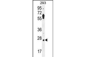 LRRC57 Antibody (C-term) (ABIN654494 and ABIN2844226) western blot analysis in 293 cell line lysates (35 μg/lane). (LRRC57 anticorps  (C-Term))