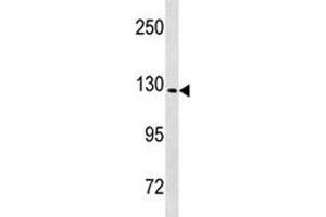 Nlrp6 antibody western blot analysis in mouse heart tissue lysate.