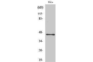 Western Blotting (WB) image for anti-POU Class 5 Homeobox 1 (POU5F1) (Internal Region) antibody (ABIN3185993) (OCT4 anticorps  (Internal Region))