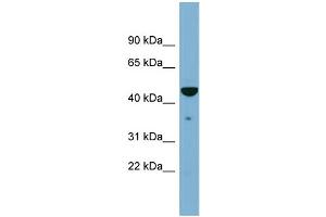 WB Suggested Anti-TAPBP  Antibody Titration: 0.