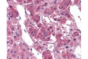 Anti-TM9SF1 antibody IHC of human, adrenal.