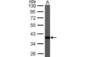 WB Image Sample (30 ug of whole cell lysate) A: NIH-3T3 10% SDS PAGE antibody diluted at 1:1000