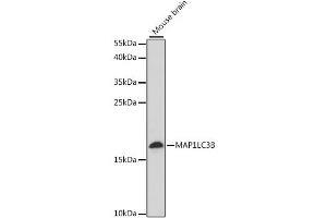 Western blot analysis of extracts of mouse brain, using MAP1LC3B antibody. (LC3B anticorps)