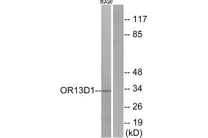 Western blot analysis of extracts from RAW264. (OR13D1 anticorps  (C-Term))