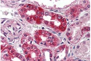 Anti-NPSR1 antibody  ABIN1049119 IHC staining of human kidney. (NPSR1 anticorps  (Extracellular Domain))