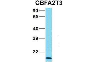 Host:  Rabbit  Target Name:  NOP56  Sample Type:  MCF7  Antibody Dilution:  1. (CBFA2T3 anticorps  (N-Term))