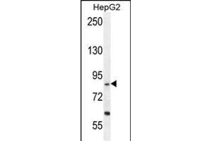 EXOC3L Antibody (C-term) (ABIN655213 and ABIN2844825) western blot analysis in HepG2 cell line lysates (35 μg/lane). (EXOC3L1 anticorps  (C-Term))