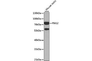 Western blot analysis of extracts of mouse testis, using PIAS2 antibody (ABIN1876855) at 1:1000 dilution. (PIAS2 anticorps)