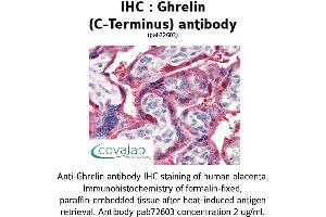 Image no. 1 for anti-Ghrelin (GHRL) (C-Term) antibody (ABIN1734686) (Ghrelin anticorps  (C-Term))