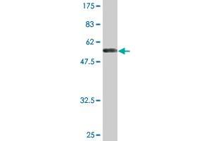 Western Blot detection against Immunogen (61.